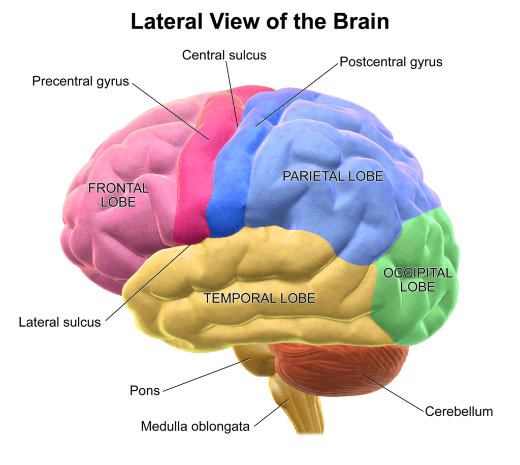 Illustration of the lobes of the brain viewed from the side