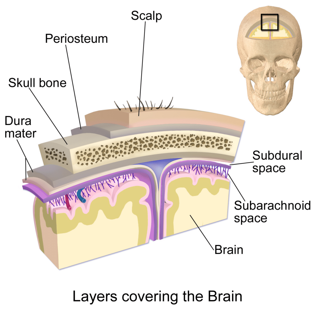 Illustration of the layers covering the brain, including the dura mater