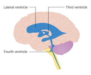 Diagram showing the ventricles, the fluid-filled spaces inside the brain