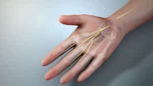 Illustration of the median nerve running through the forearm and hand