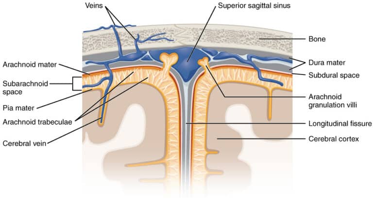Illustration of the layers covering the brain that hold cerebrospinal fluid