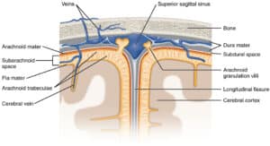 Illustration of the layers of tissue that cover the brain and hold the spinal fluid