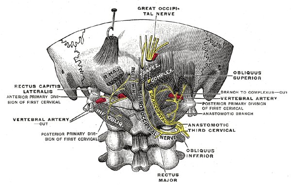 Illustration of the nerves at the back of the head