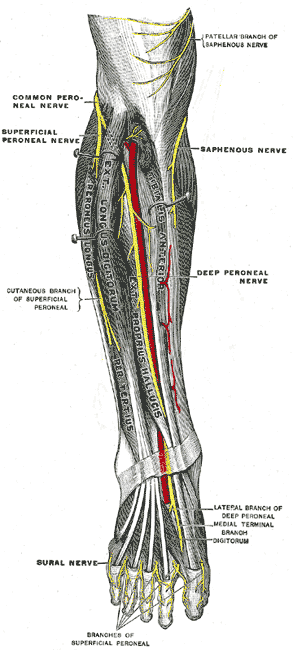 Anatomy illustration of the nerves at the front of the lower leg, including the deep peroneal nerve