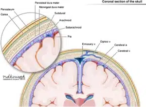 Illustration of the layers of the scalp, skull, coverings of the brain and brain