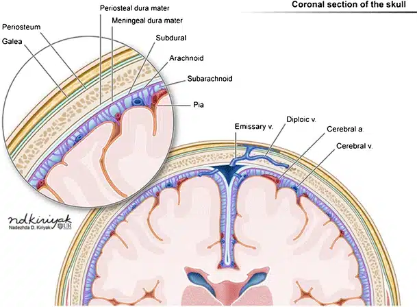 Illustration of the layers of the scalp, skull, coverings of the brain and brain