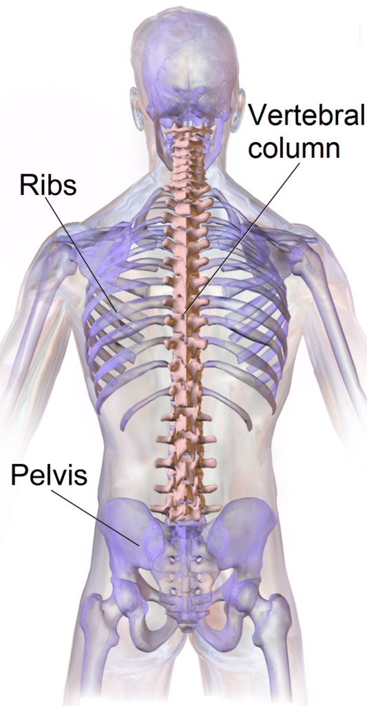 Human spine showing the cervical, thoracic and lumbar regions